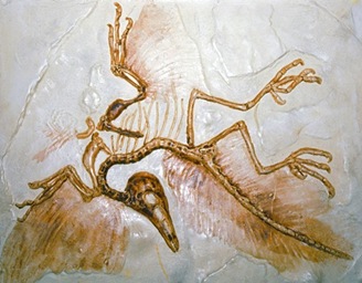 Protoryx Palaeontological Evidences | BIOZOOM